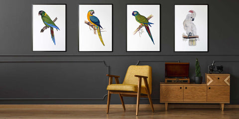 The Exotic Bird Drawing Collection