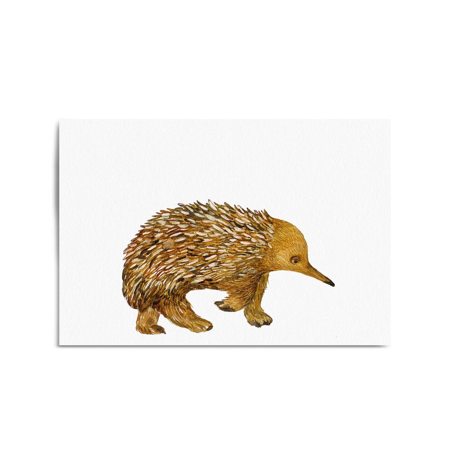 Australian Echidna Painting Animal Nursery Wall Art - The Affordable Art Company