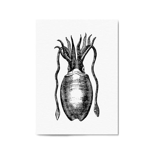 Squid Drawing Black and White Sealife Wall Art - The Affordable Art Company