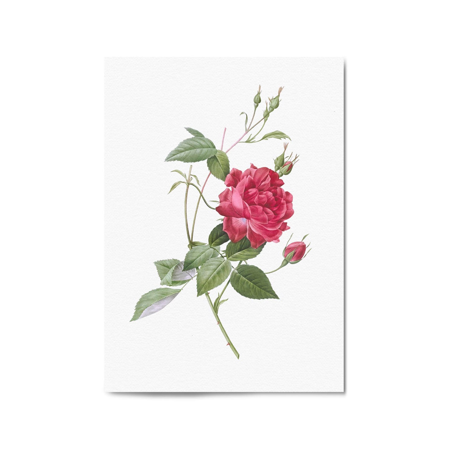 Flower Botanical Painting Kitchen Hallway Wall Art #31 - The Affordable Art Company