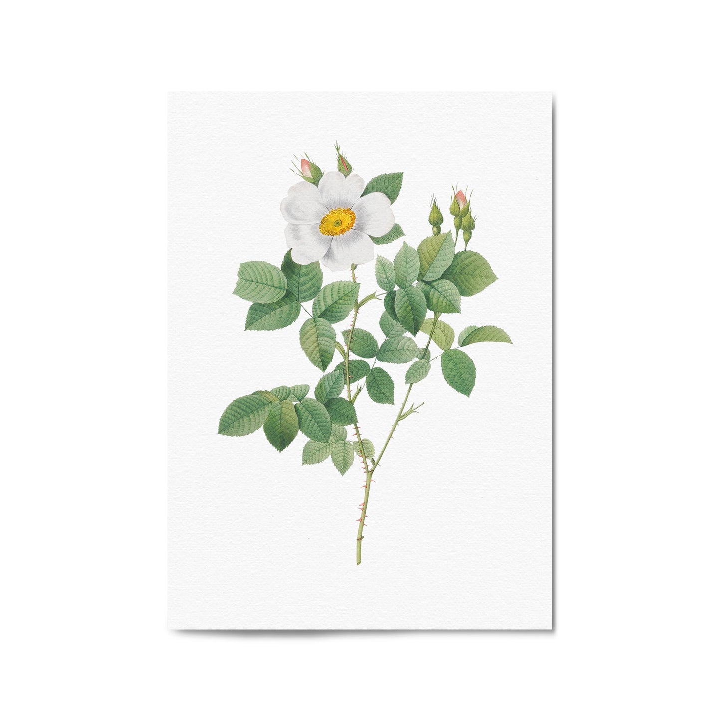 Flower Botanical Painting Kitchen Hallway Wall Art #4 - The Affordable Art Company