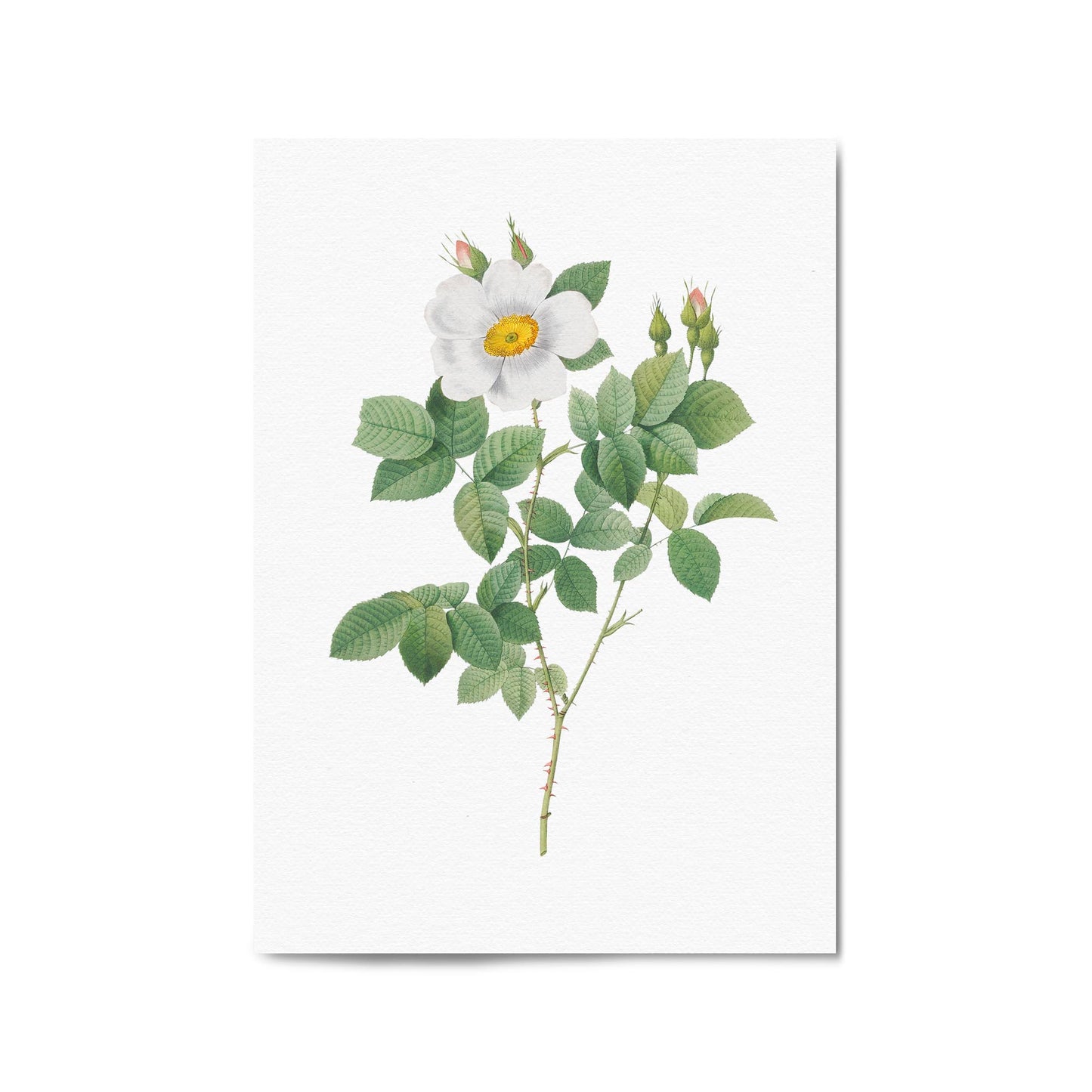 Flower Botanical Painting Kitchen Hallway Wall Art #4 - The Affordable Art Company