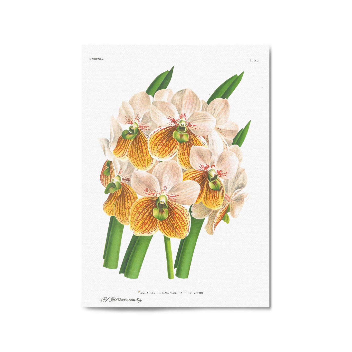 Yellow Flower Vintage Botanical Kitchen Wall Art #2 - The Affordable Art Company