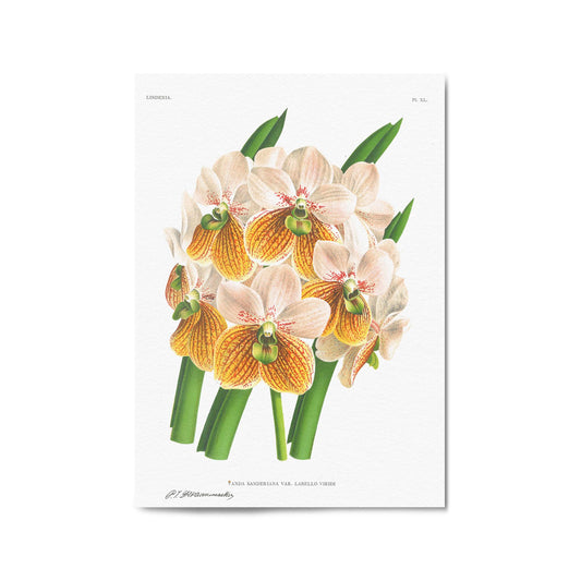 Yellow Flower Vintage Botanical Kitchen Wall Art #2 - The Affordable Art Company