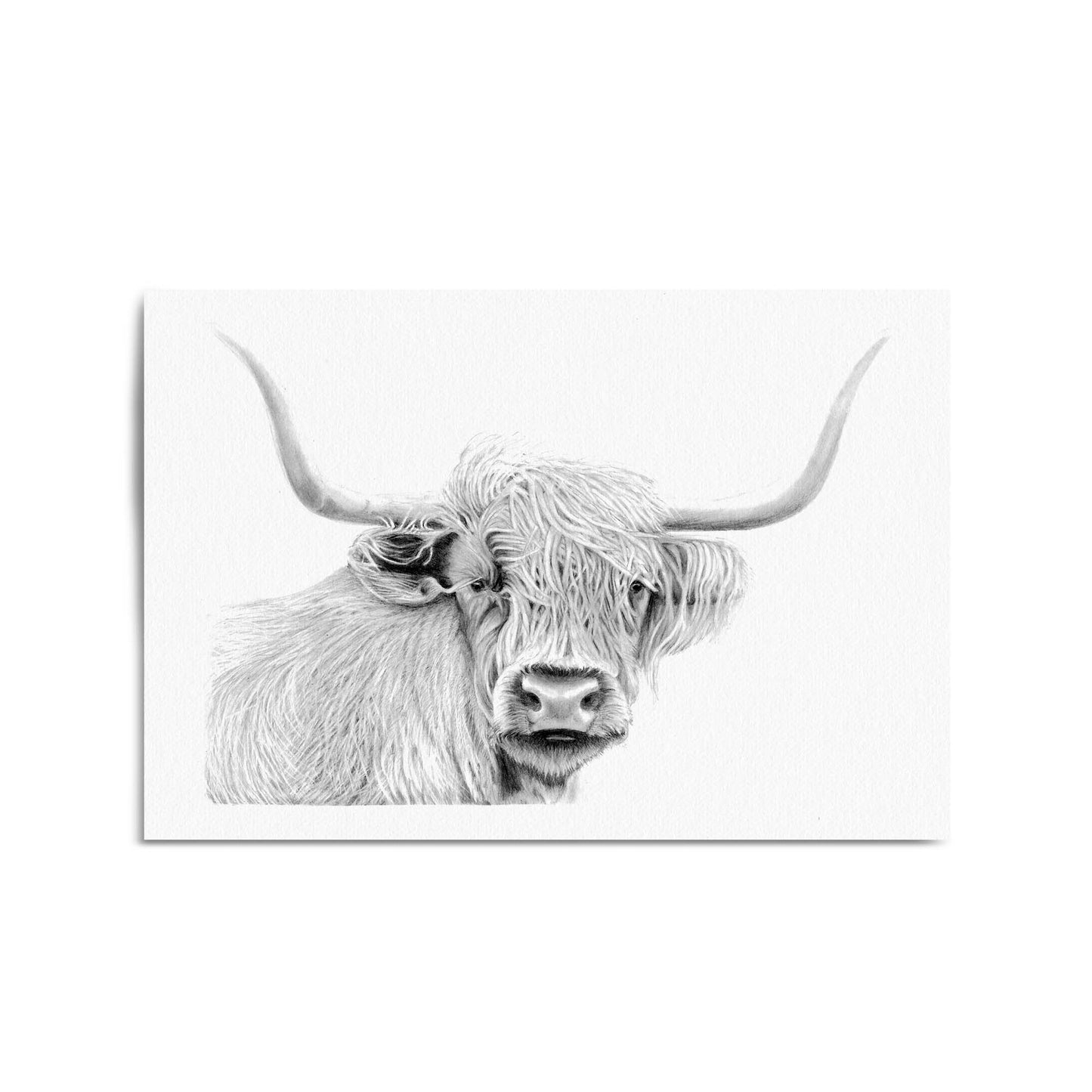 Highland Cow Detailed Drawing Minimal Wall Art - The Affordable Art Company