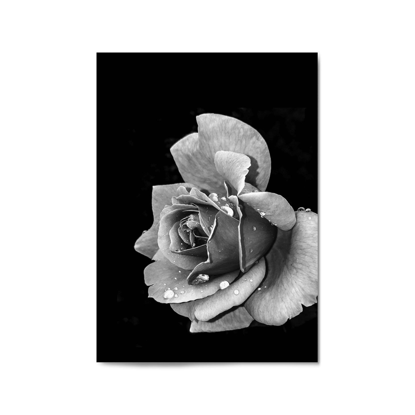 Black and White Rose Flower Photograph Wall Art - The Affordable Art Company