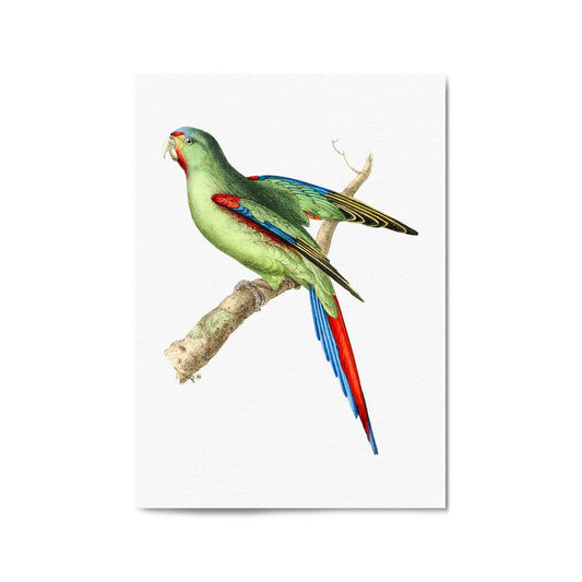 Red-Shouldered Parakeet Exotic Bird Wall Art - The Affordable Art Company