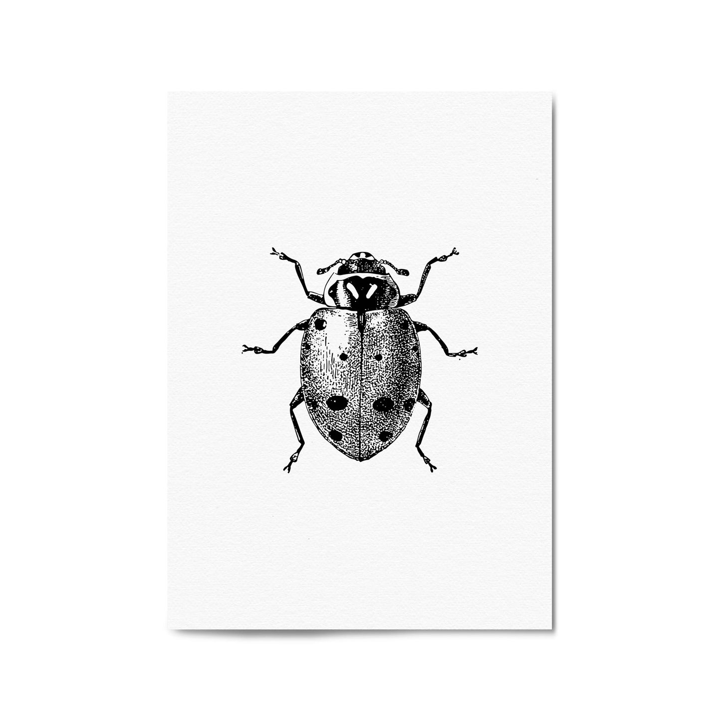 Ladybird Detailed Drawing Insect Office Wall Art - The Affordable Art Company