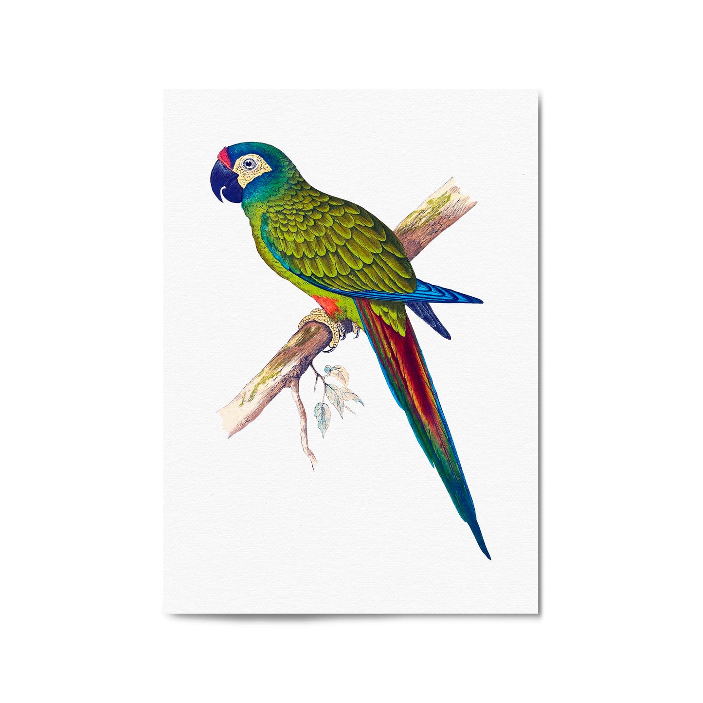 Blue-Winged Macaw Exotic Bird Drawing Wall Art - The Affordable Art Company