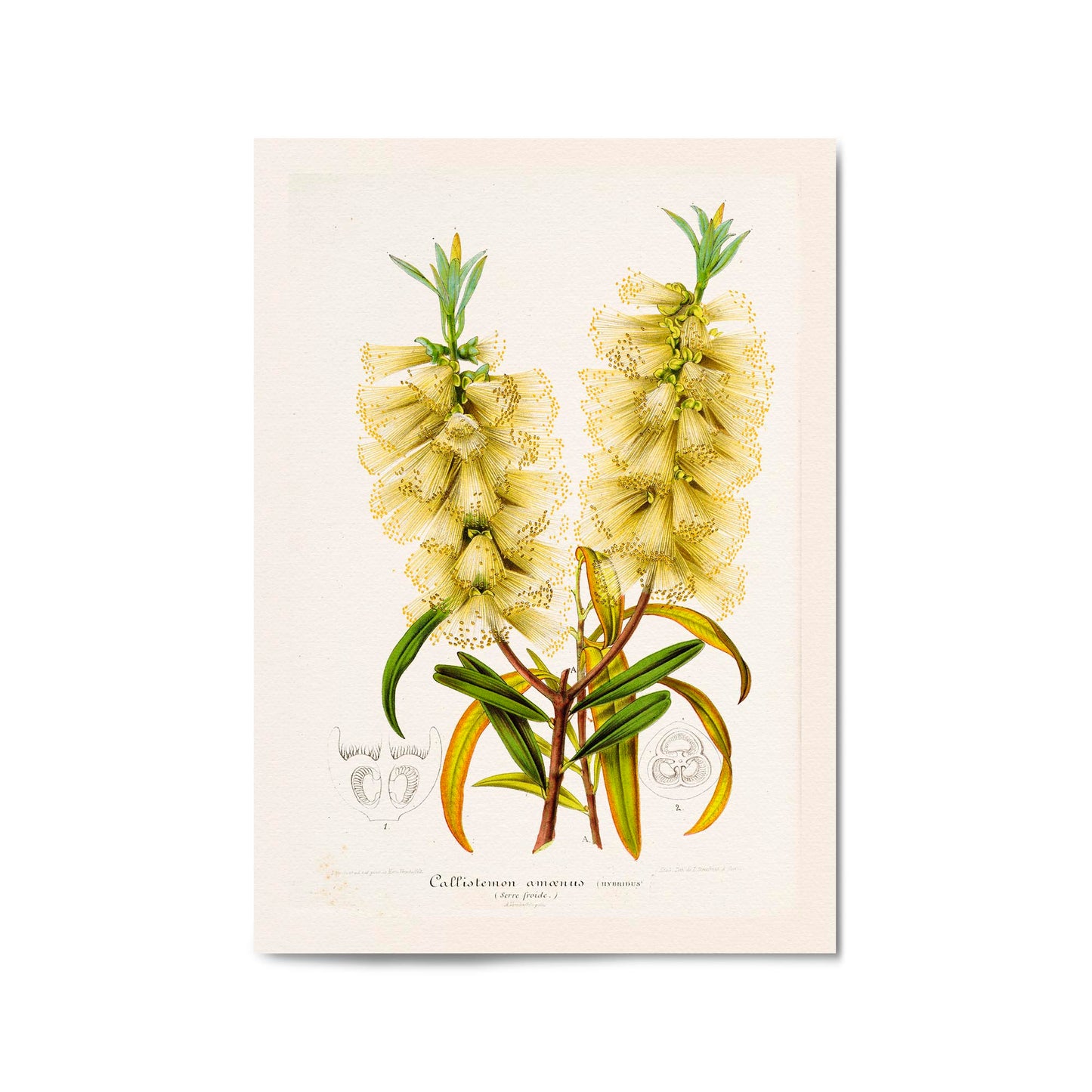 Yellow Flower Vintage Botanical Kitchen Wall Art #4 - The Affordable Art Company