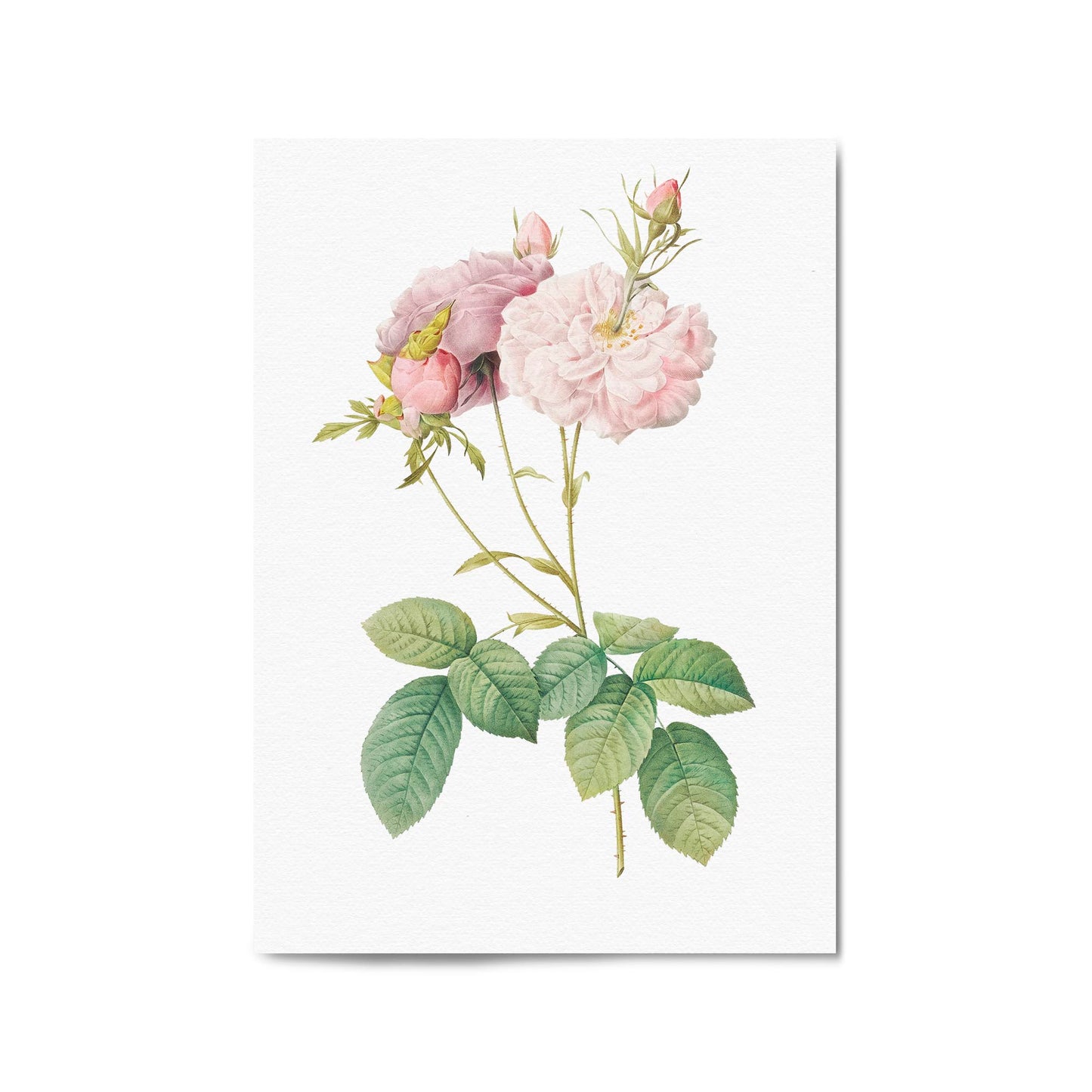 Flower Botanical Painting Kitchen Hallway Wall Art #42 - The Affordable Art Company
