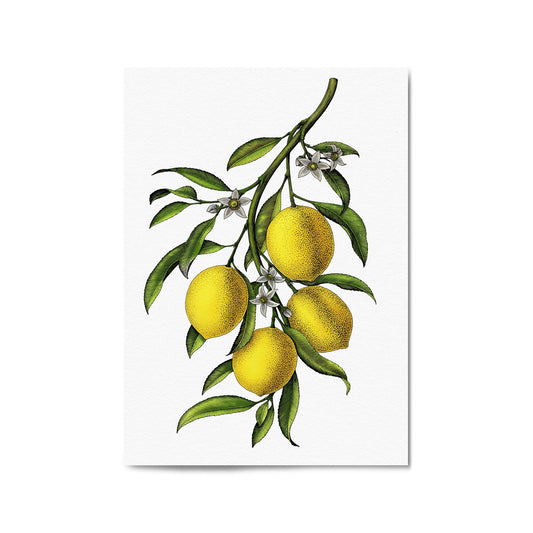 Lemon Branch Vintage Botanical Kitchen Wall Art - The Affordable Art Company