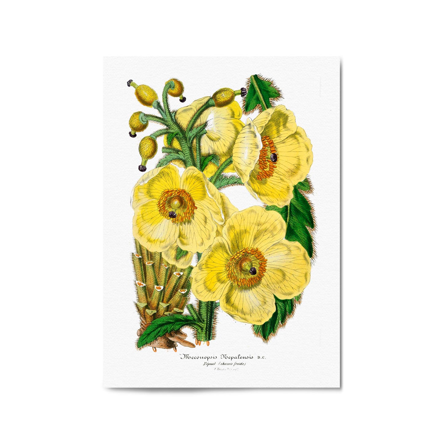 Yellow Flower Vintage Botanical Kitchen Wall Art #3 - The Affordable Art Company