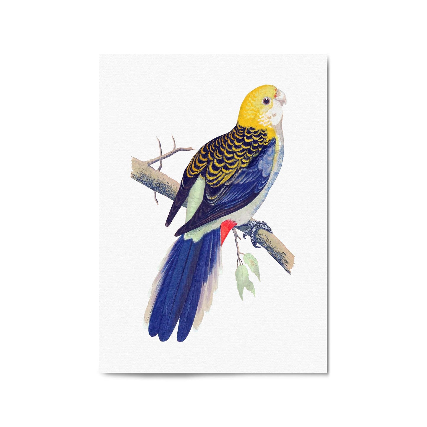 Pale Headed Rosella Exotic Bird Drawing Wall Art - The Affordable Art Company