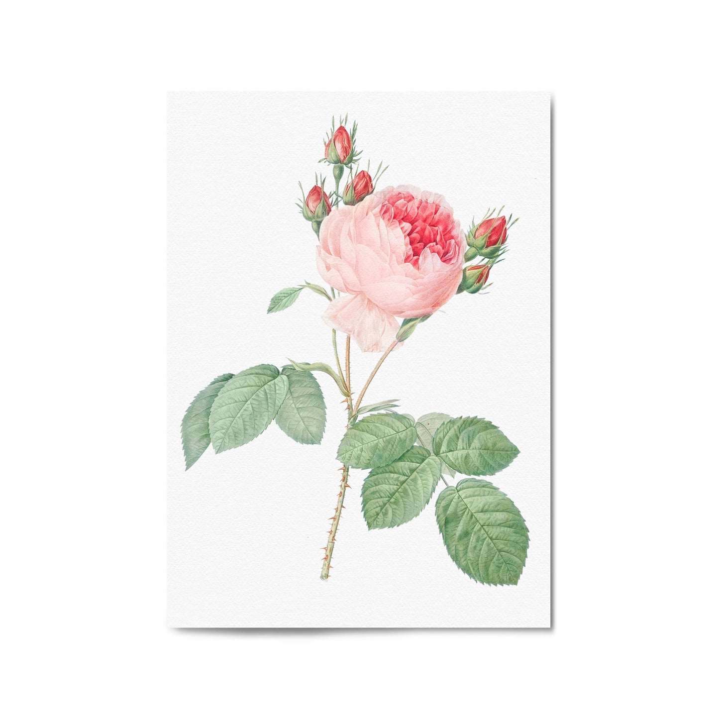 Flower Botanical Painting Kitchen Hallway Wall Art #36 - The Affordable Art Company