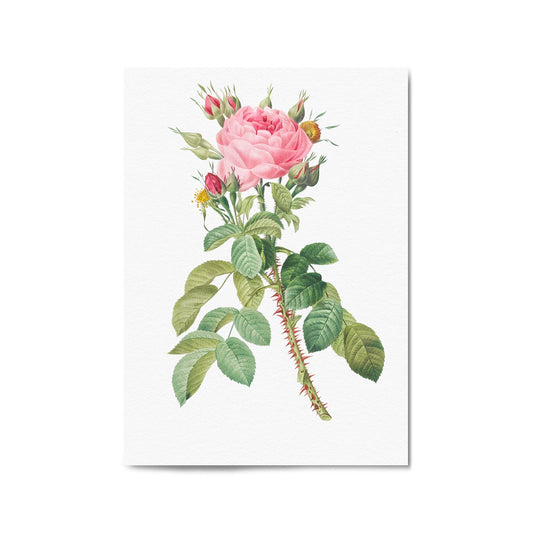 Rose Flower Botanical Drawing Kitchen Wall Art - The Affordable Art Company
