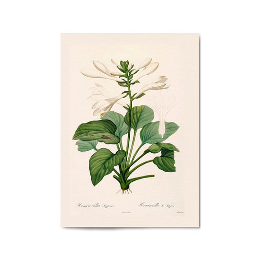 White Flower Vintage Botanical Kitchen Wall Art #2 - The Affordable Art Company