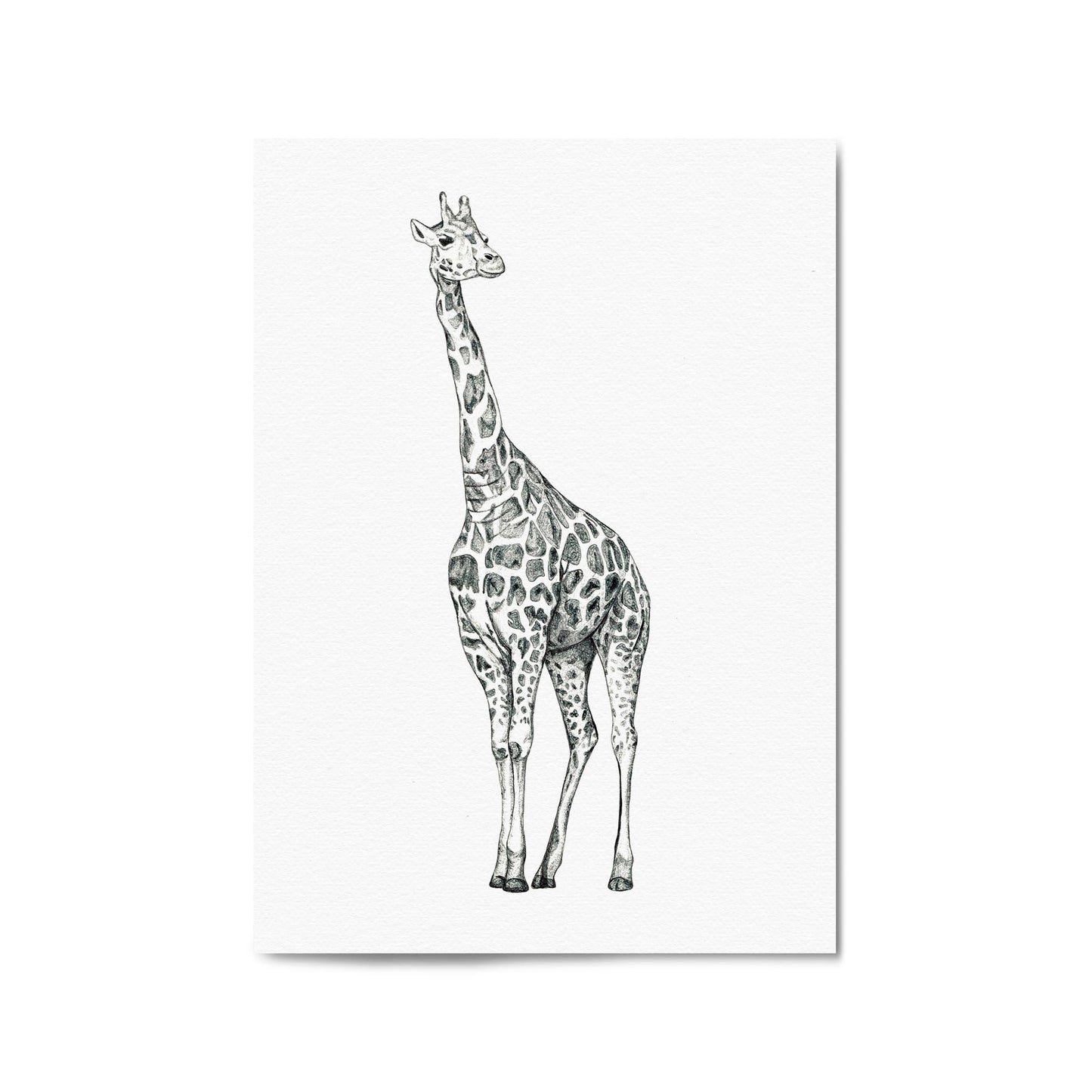 Detailed Giraffe Drawing Safari Animal Wall Art #1 - The Affordable Art Company