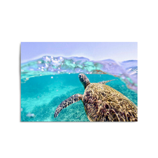 Green Sea Turtle, Ningaloo Reef Photograph Art - The Affordable Art Company