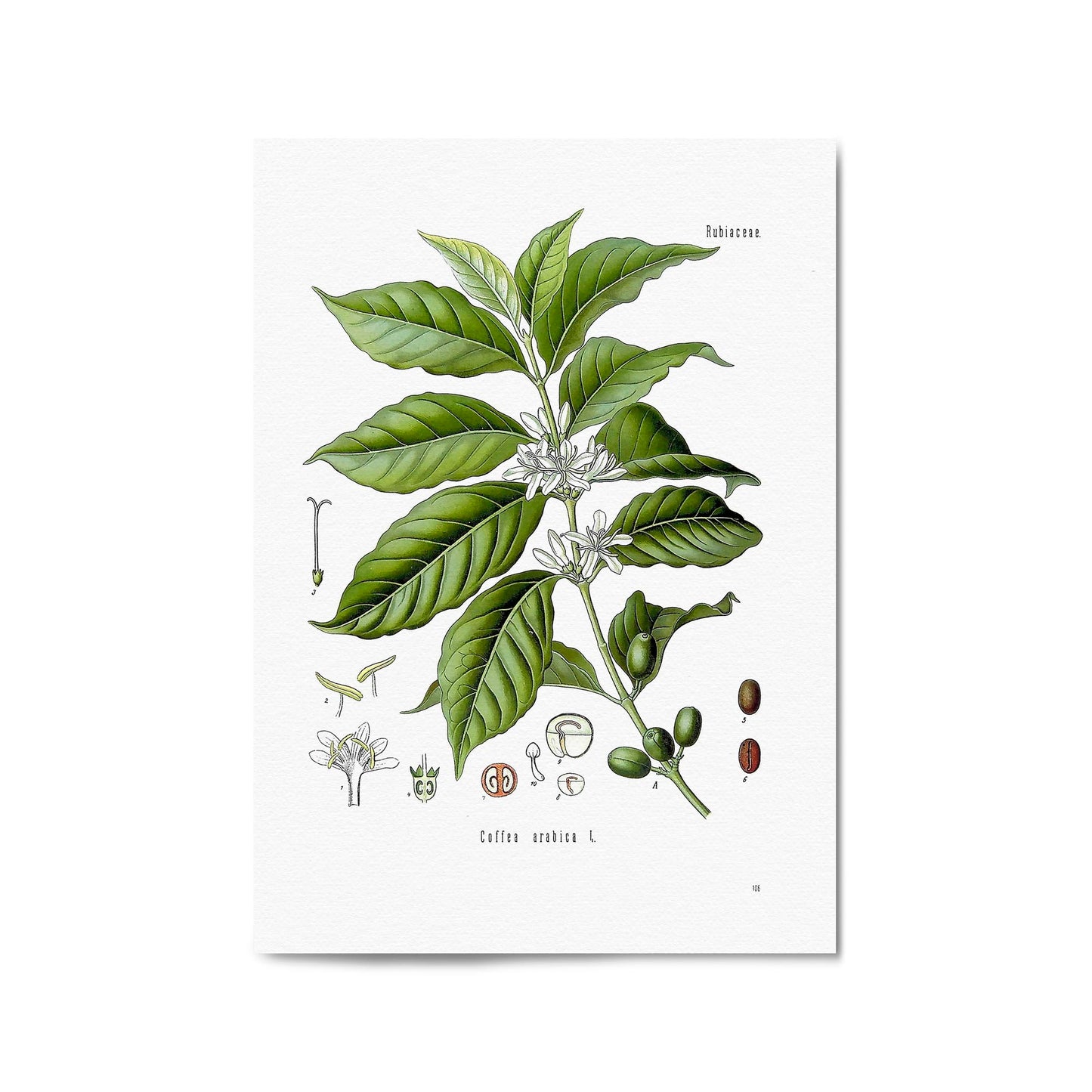 Coffee Branch Botanical Kitchen Cafe Wall Art #1 - The Affordable Art Company