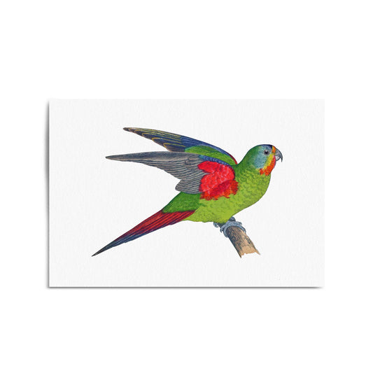 Swift Lorikeet Exotic Bird Drawing Wall Art - The Affordable Art Company