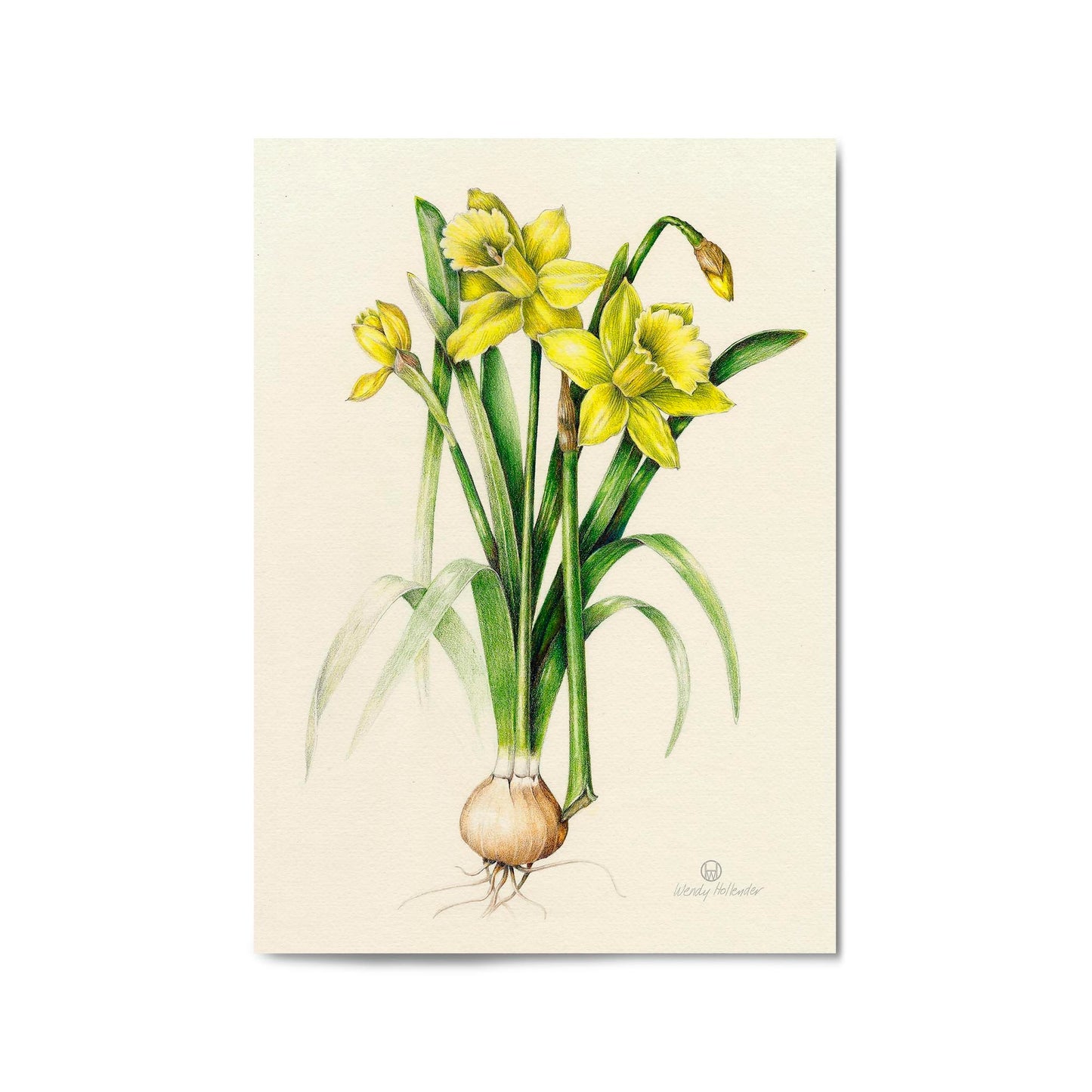 Daffodil Flower Botanical Drawing Kitchen Wall Art - The Affordable Art Company
