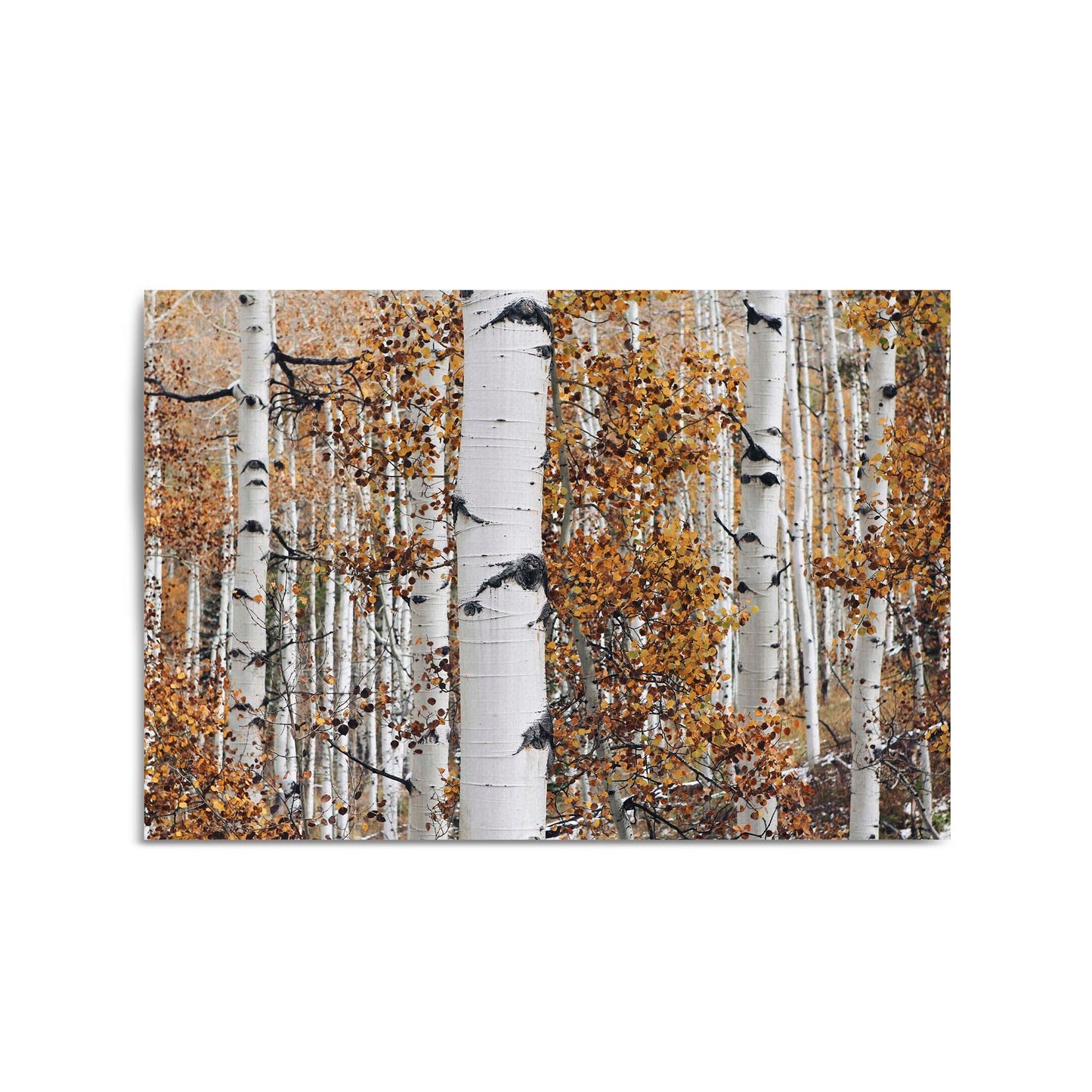 Birch Tree Forest Nature Photograph Wall Art - The Affordable Art Company