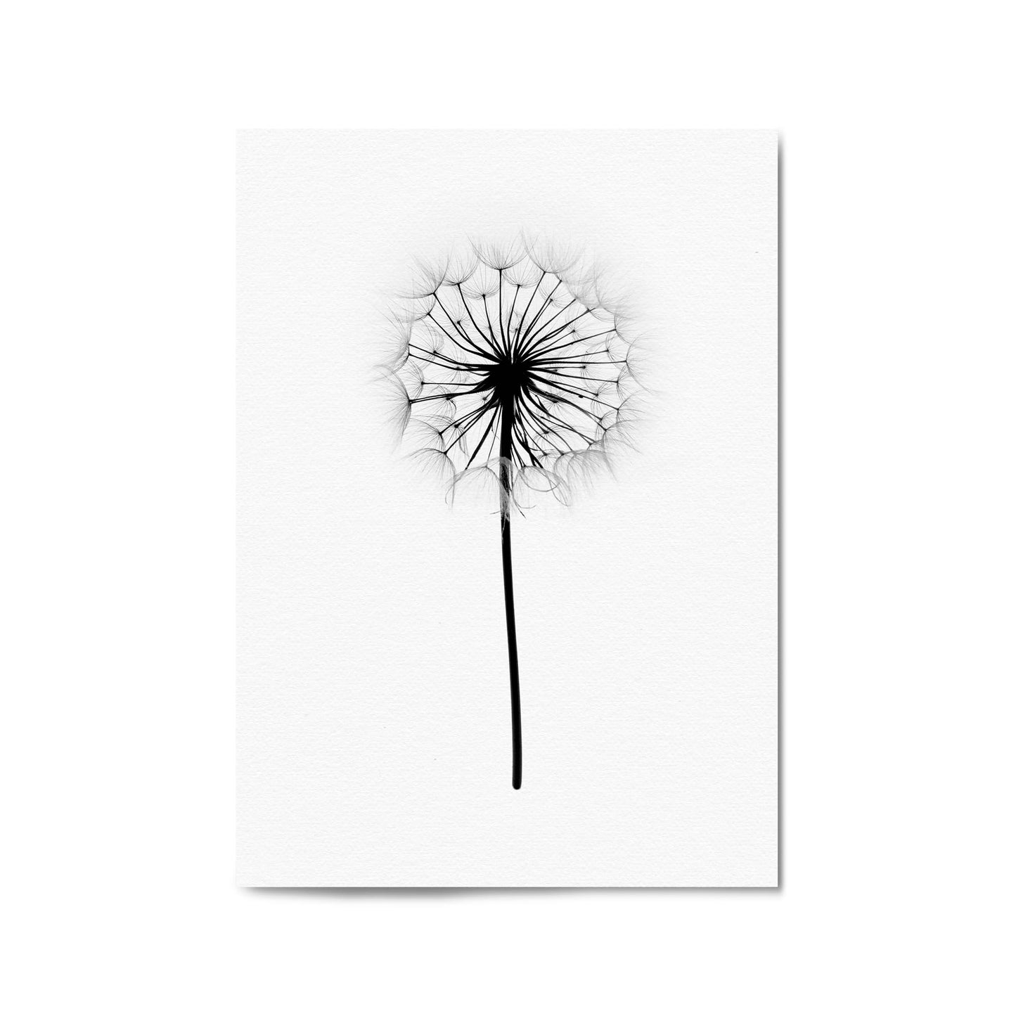 Dandelion Drawing Minimal Flower Wall Art #2 - The Affordable Art Company