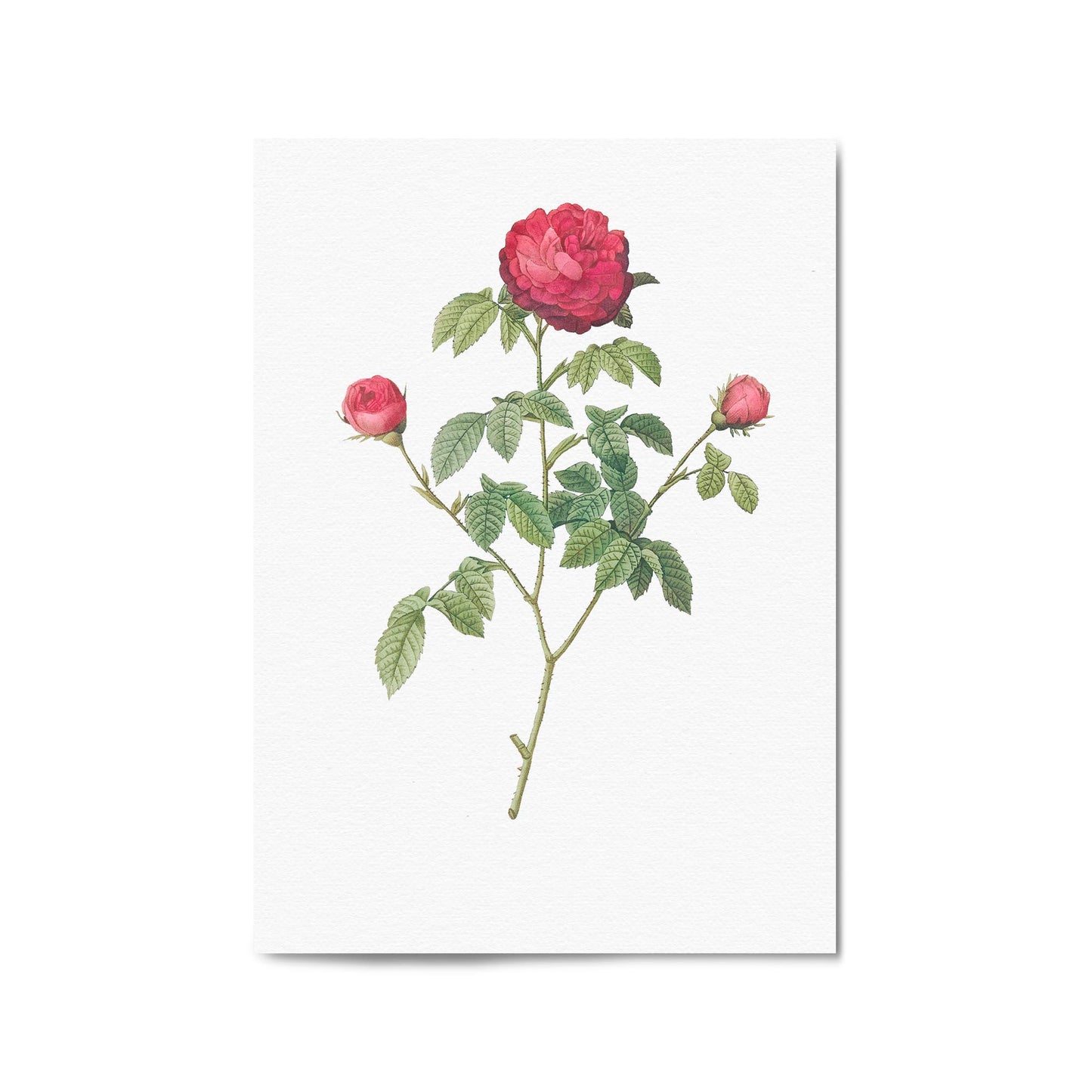 Flower Botanical Painting Kitchen Hallway Wall Art #3 - The Affordable Art Company