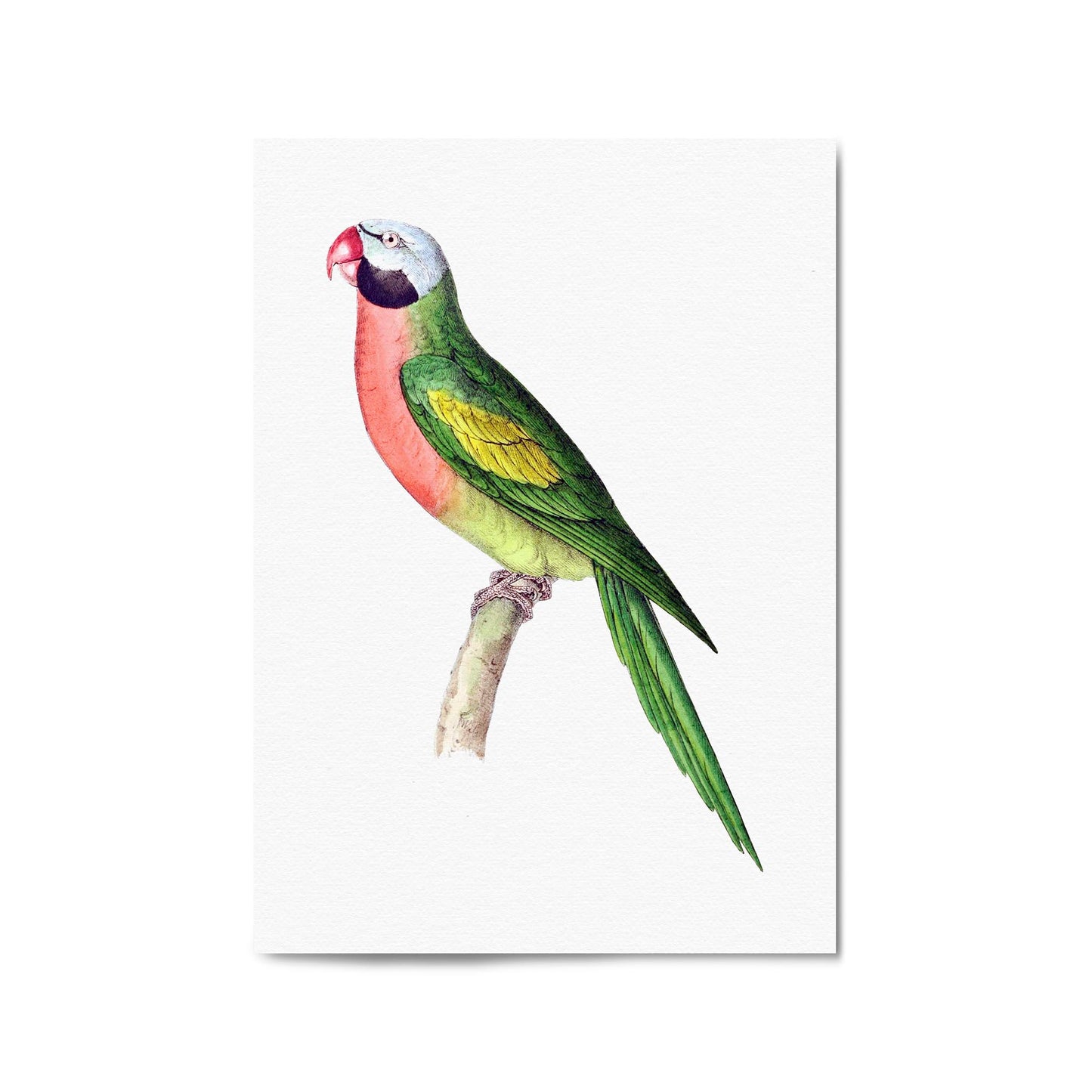 Moustached Parakeet Exotic Bird Drawing Wall Art - The Affordable Art Company