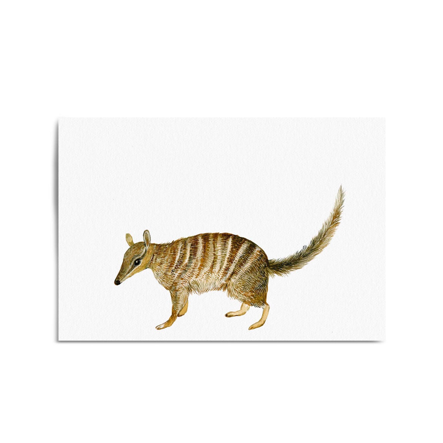 Australian Anteater Painting Animal Nursery Art - The Affordable Art Company