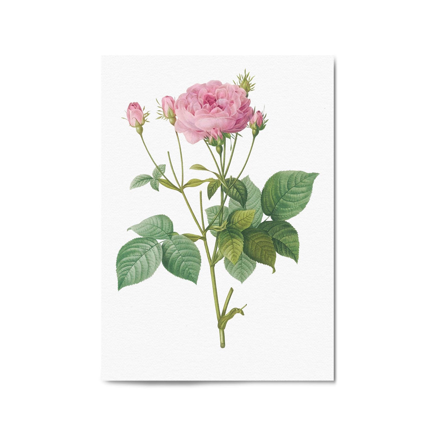 Flower Botanical Painting Kitchen Hallway Wall Art #18 - The Affordable Art Company