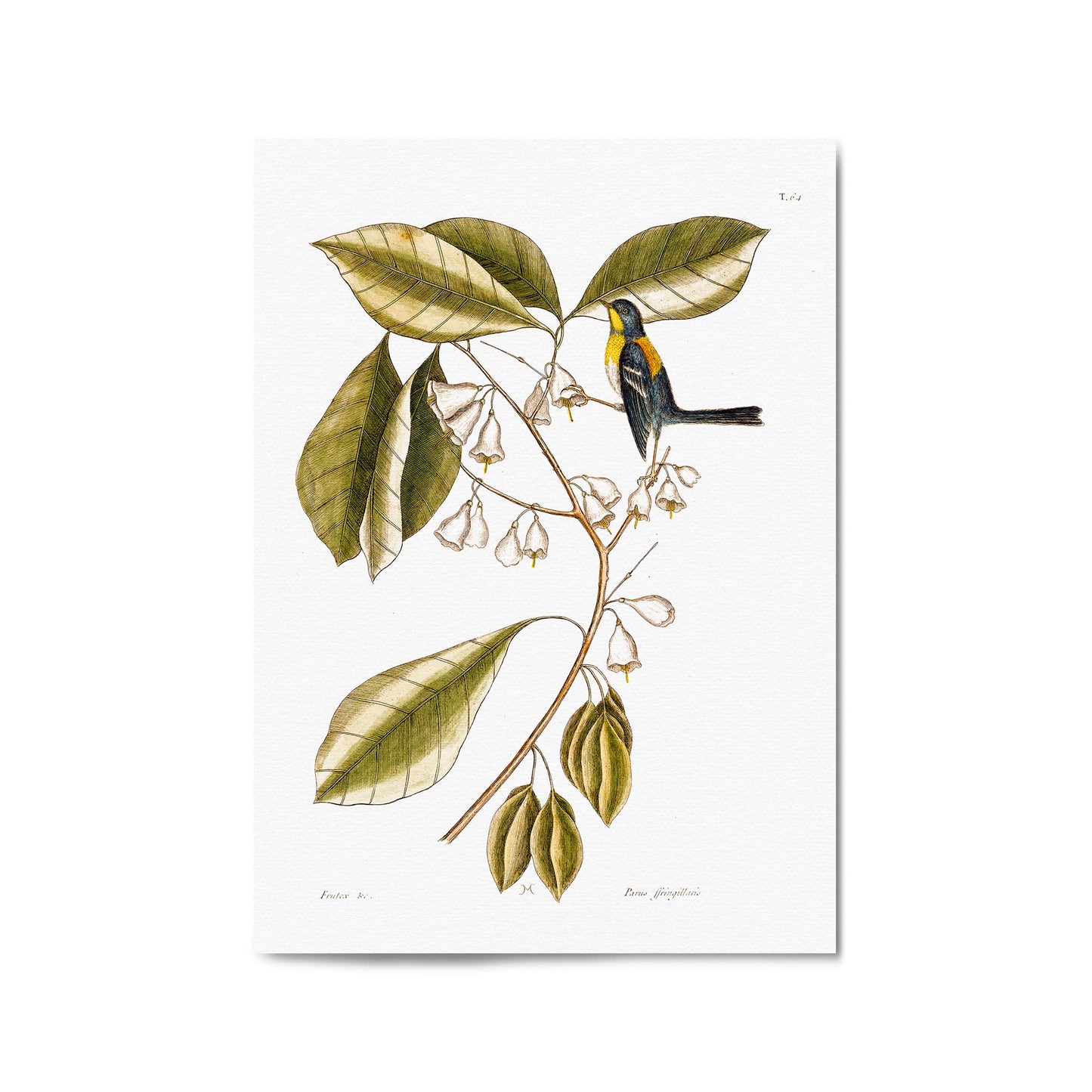 White Flower Vintage Botanical Kitchen Wall Art #1 - The Affordable Art Company