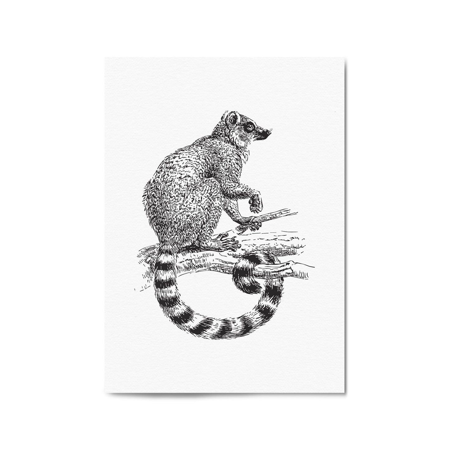 Possum Drawing Animal Wall Art - The Affordable Art Company