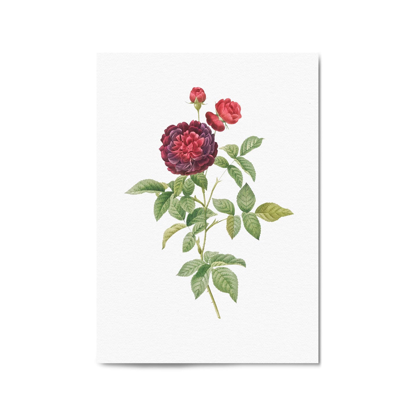 Flower Botanical Painting Kitchen Hallway Wall Art #30 - The Affordable Art Company