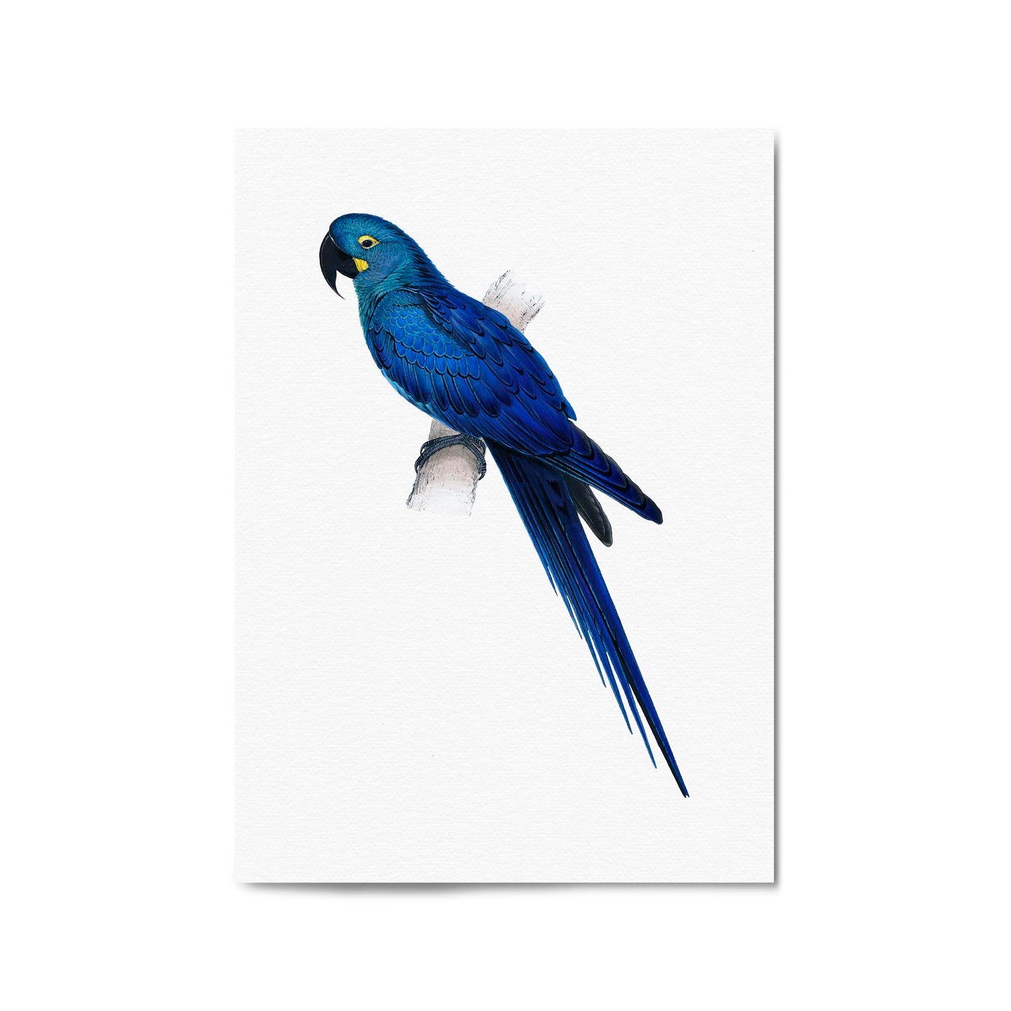 Hyacinth Macaw Blue Exotic Bird Drawing Wall Art - The Affordable Art Company