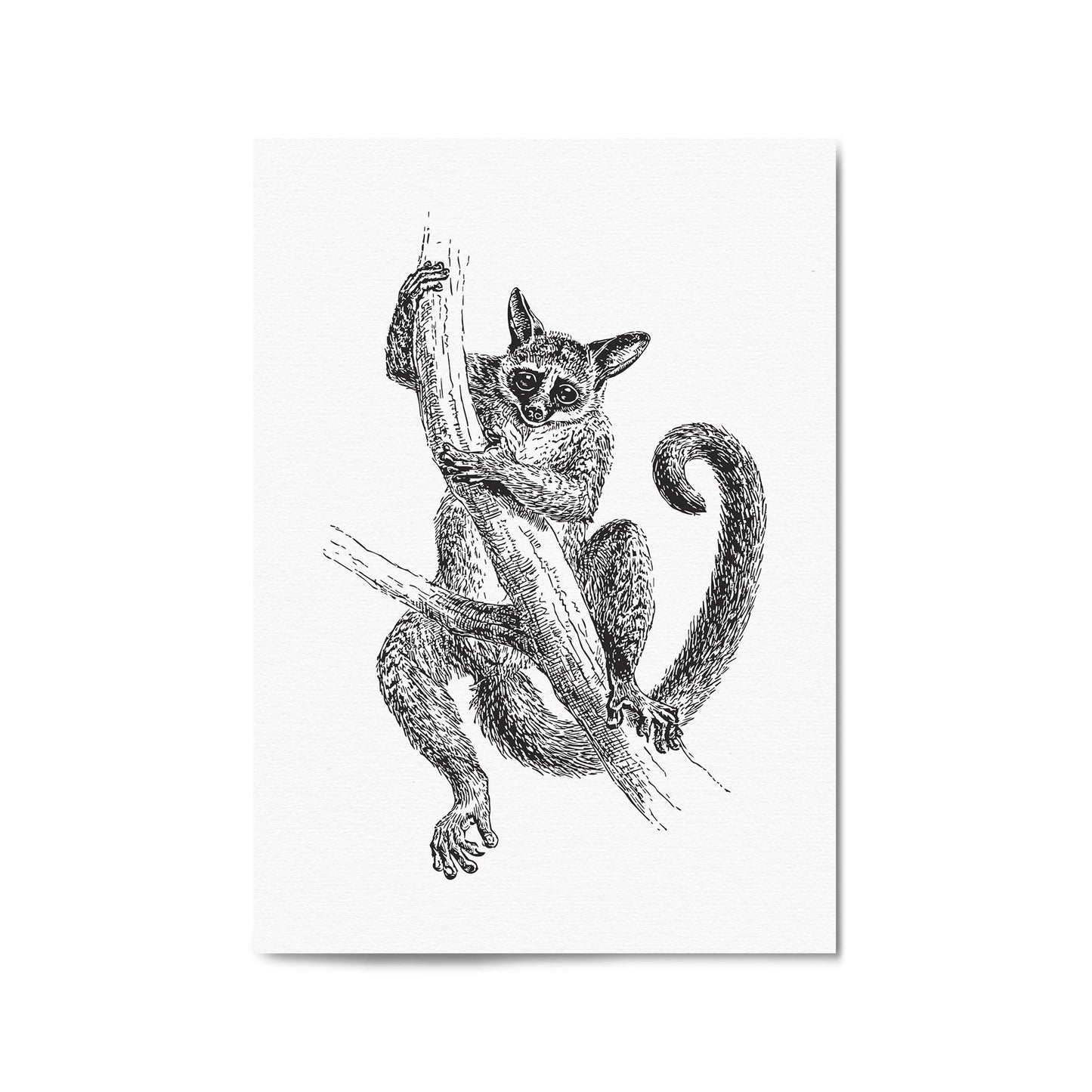 Lemur Detailed Drawing Animal Wall Art - The Affordable Art Company