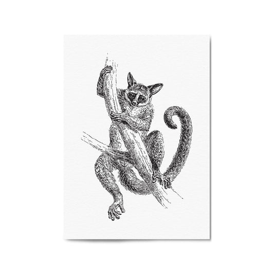 Lemur Detailed Drawing Animal Wall Art - The Affordable Art Company