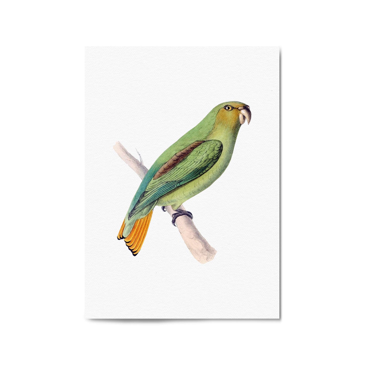 Golden-Tailed Parrot Exotic Bird Drawing Wall Art - The Affordable Art Company