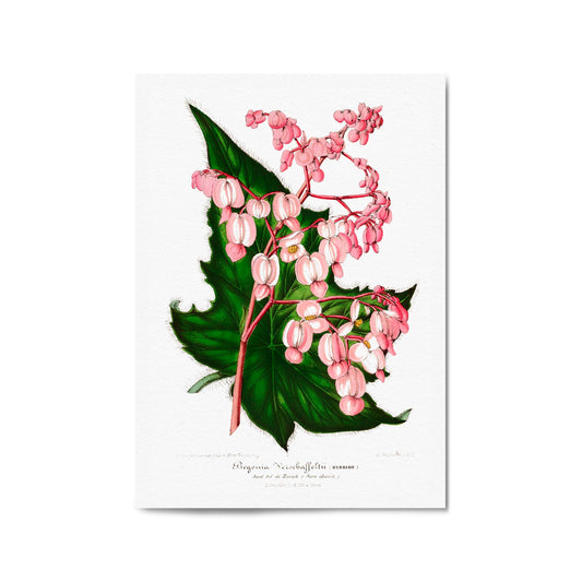 Vintage Pink Flowers Botanical Kitchen Wall Art #1 - The Affordable Art Company