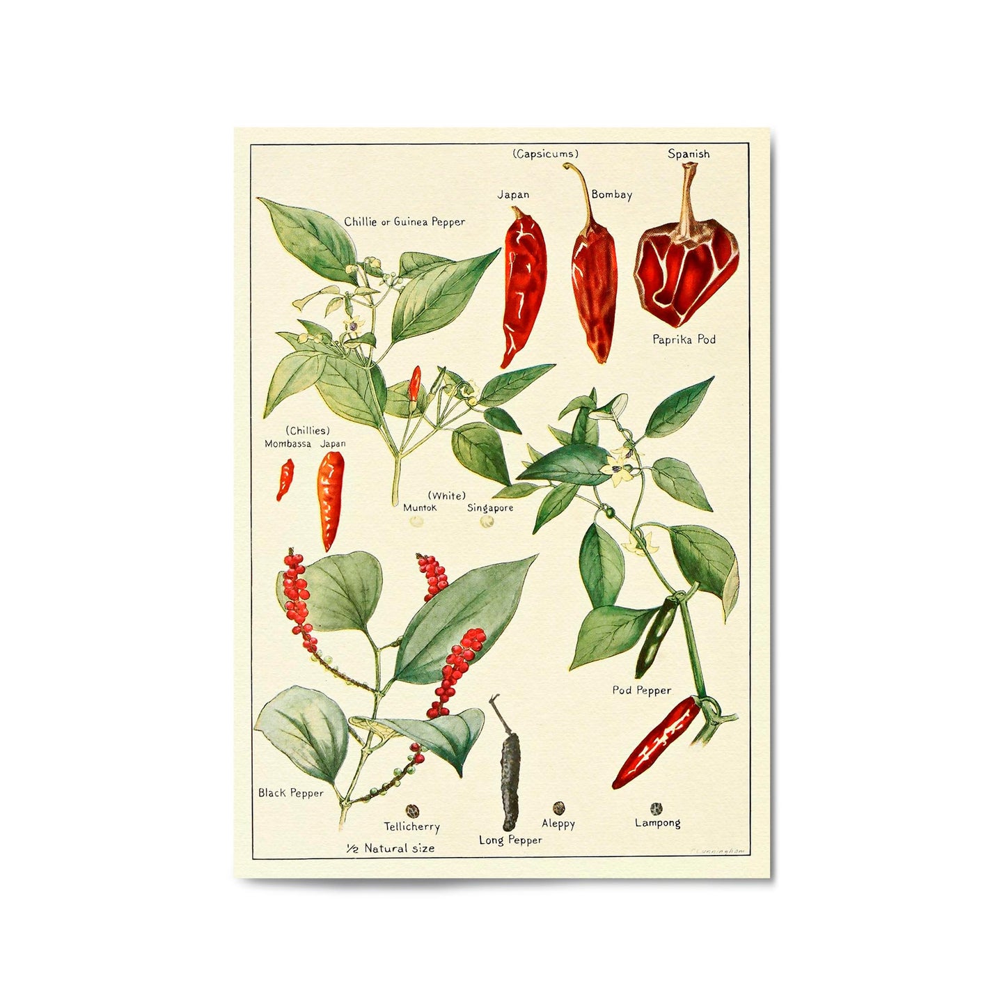 Chilli Botanical Drawing Kitchen Food Wall Art - The Affordable Art Company