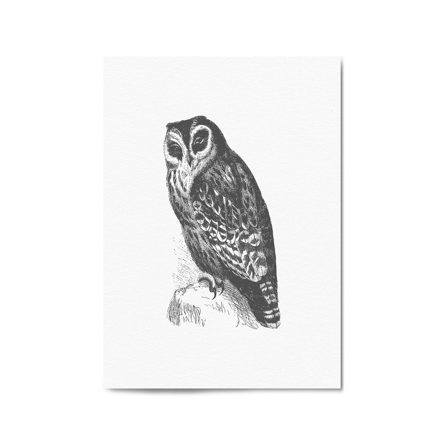 Owl Drawing Portrait Minimal Black Wall Art #4 - The Affordable Art Company