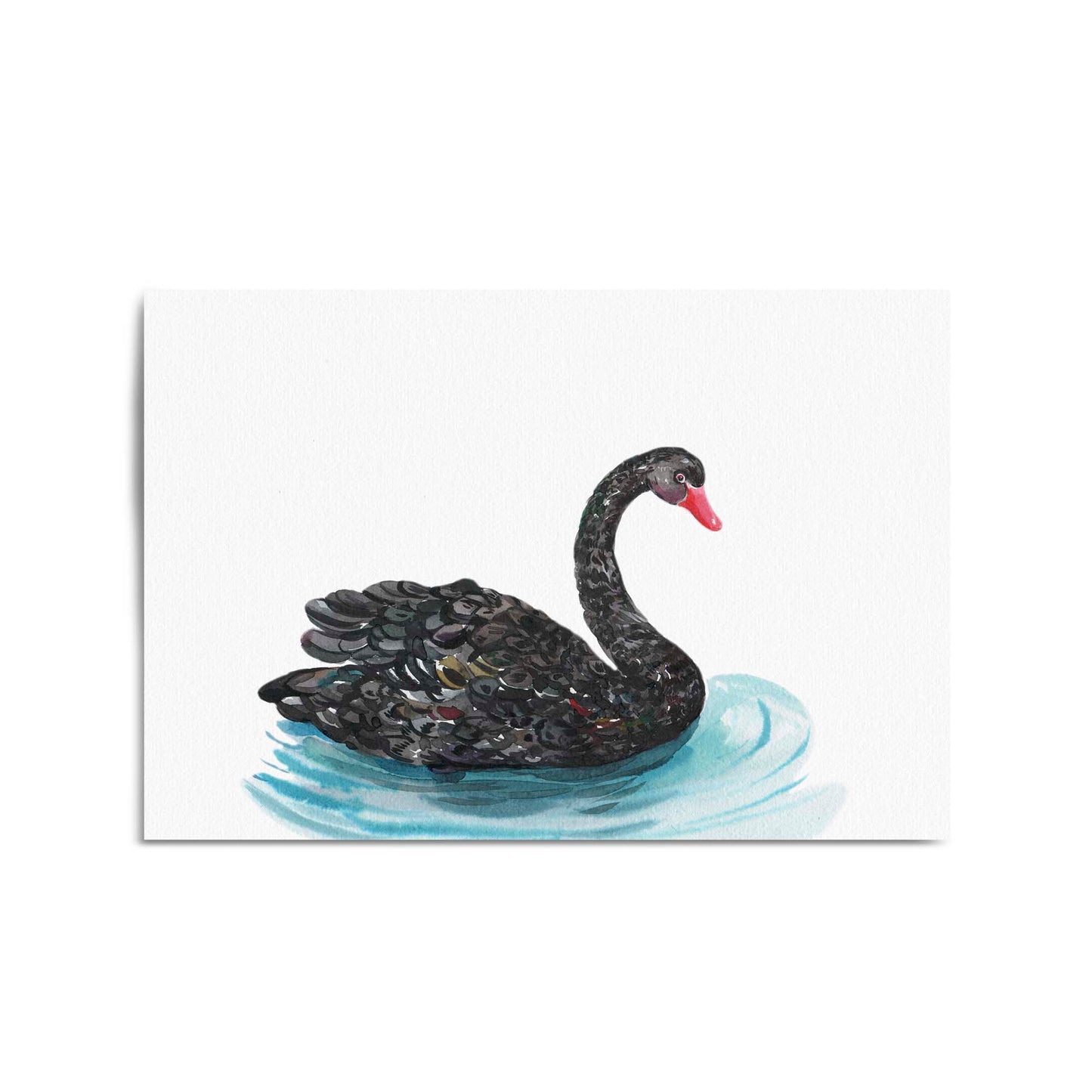 Black Swan Australian Animal Nursery Wall Art - The Affordable Art Company