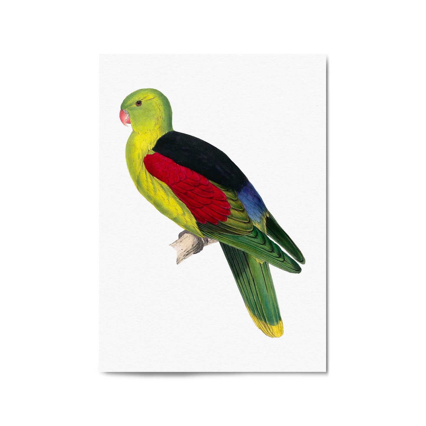 Crimson Winged Male Parakeet Exotic Bird Wall Art - The Affordable Art Company