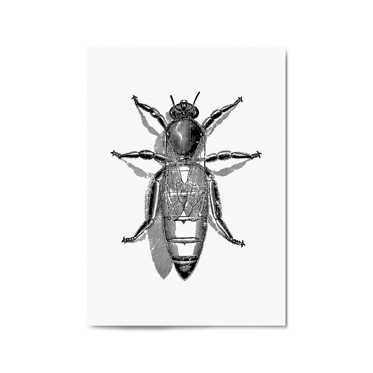 Queen Bee Drawing Insect Honey Wall Art - The Affordable Art Company