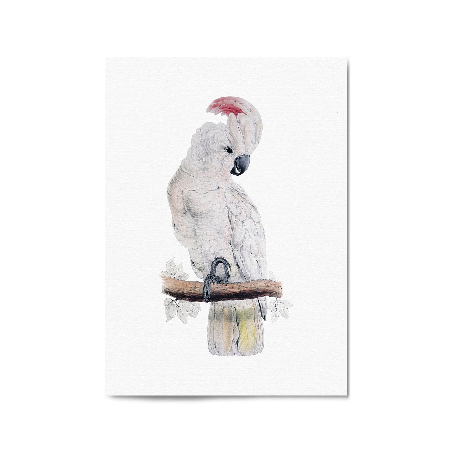 Salmon Crested Cockatoo Exotic Bird Wall Art - The Affordable Art Company