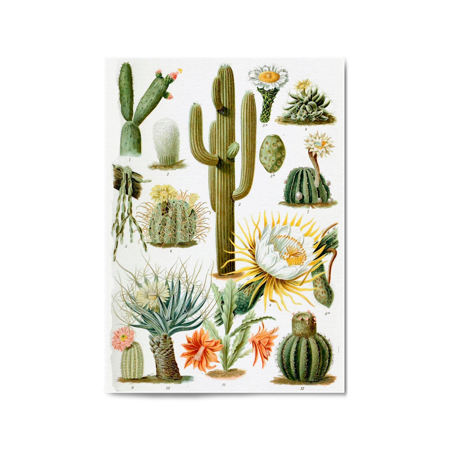 Cactus Botanical Drawing Kitchen Plant Wall Art - The Affordable Art Company