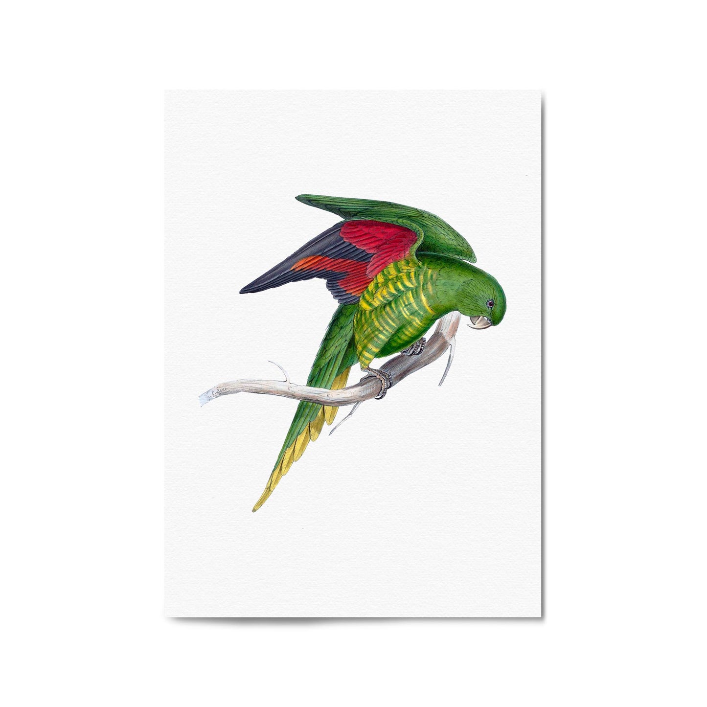 Matons Parakeet Exotic Bird Drawing Wall Art - The Affordable Art Company