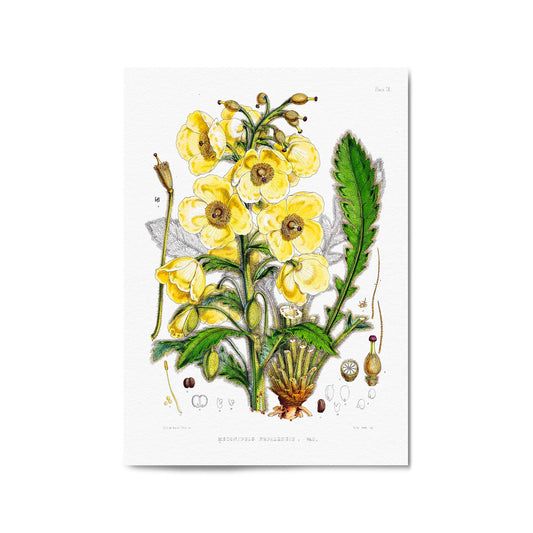 Yellow Flower Vintage Botanical Kitchen Wall Art #5 - The Affordable Art Company