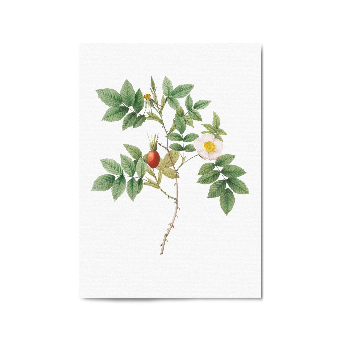 Flower Botanical Painting Kitchen Hallway Wall Art #46 - The Affordable Art Company